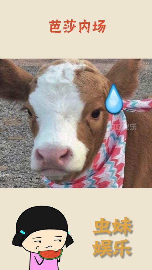 娱乐吃瓜酱羊,揭秘娱乐圈那些不为人知的幕后故事 第1张 娱乐吃瓜酱羊,揭秘娱乐圈那些不为人知的幕后故事 第1张