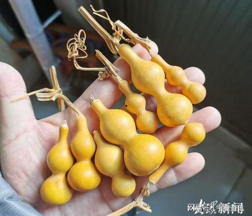 葫芦最新爆料,揭秘神秘事件背后的惊人真相  第1张